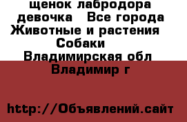 щенок лабродора девочка - Все города Животные и растения » Собаки   . Владимирская обл.,Владимир г.